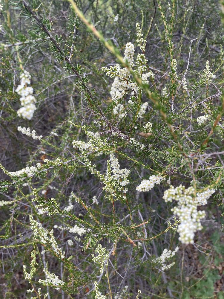 Adenostoma fasciculatum , Chamise – Plant Material