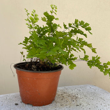 Adiantum capillus-veneris, Southern maidenhair fern