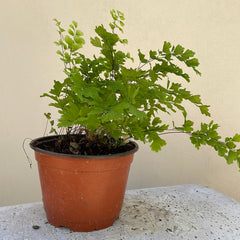 Adiantum capillus-veneris, Southern maidenhair fern