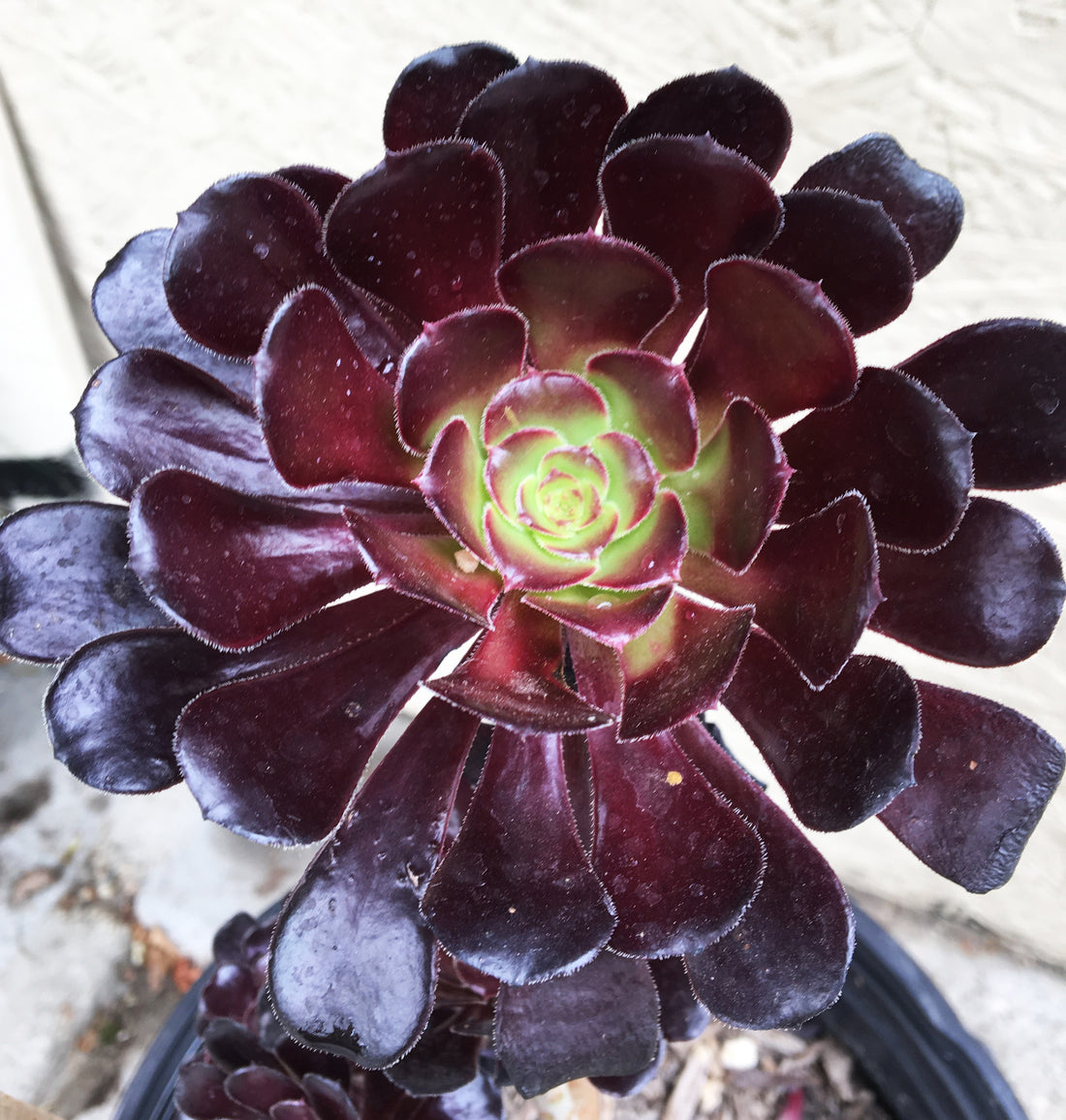 Aeonium atropurpureum Black – Plant Material