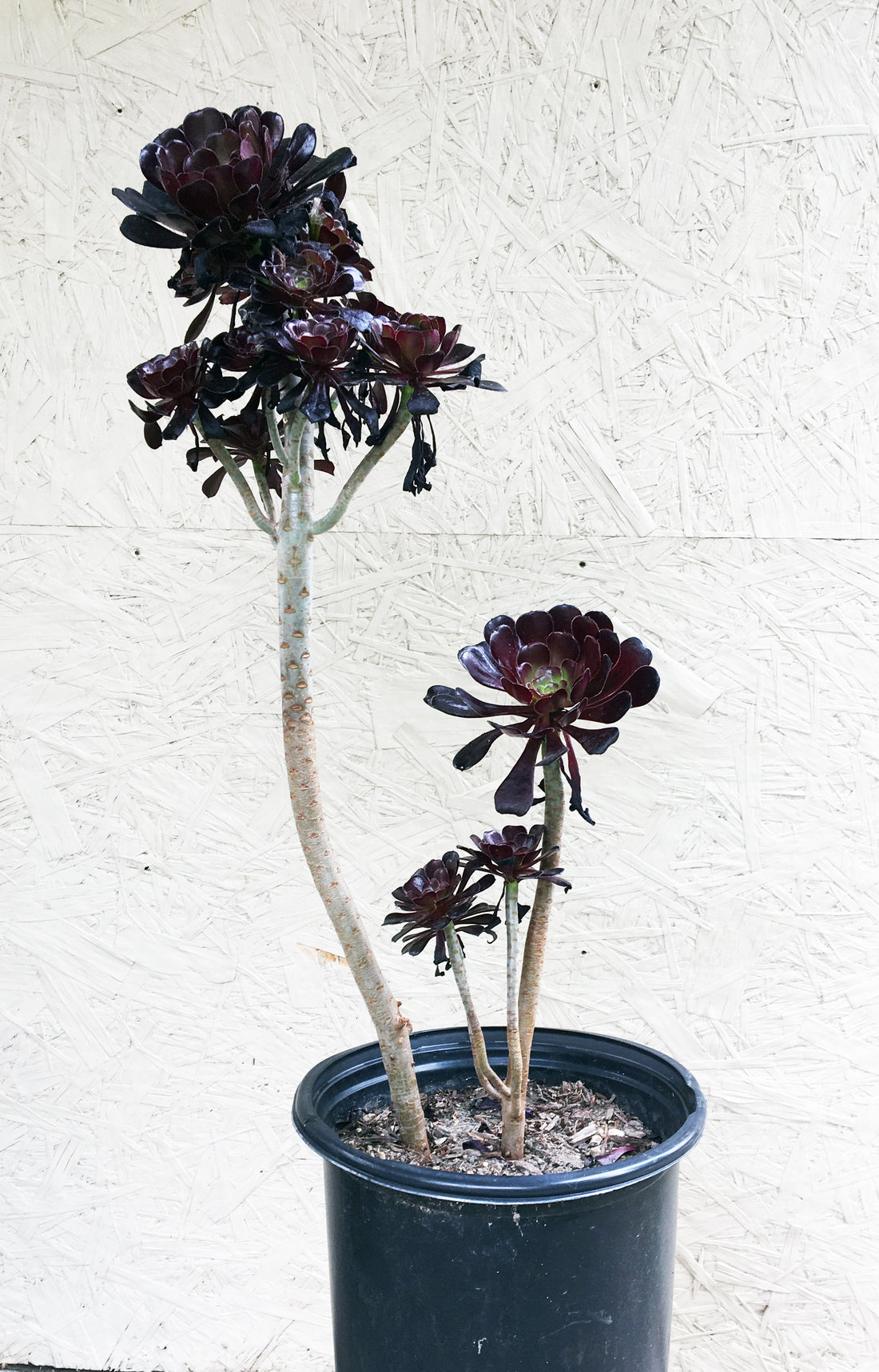 Aeonium atropurpureum Black