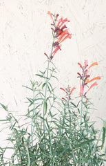 Agastache rupestris (Rock Anise Hyssop)