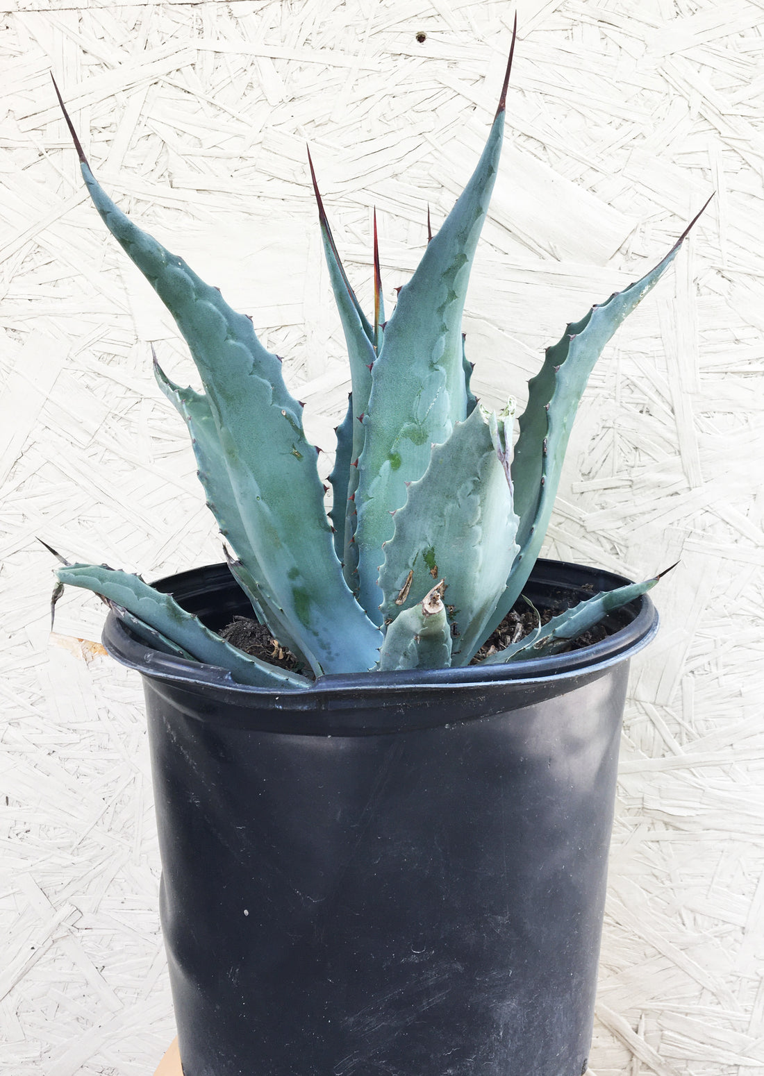 Green Maguey (Agave salmiana) 11 Agave salmiana var ferox