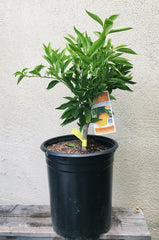 Algerian Mandarin, semi-dwarf