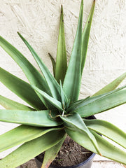 Aloe Hercules