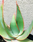 Aloe striata