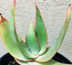 Aloe striata