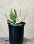 Aloe striata