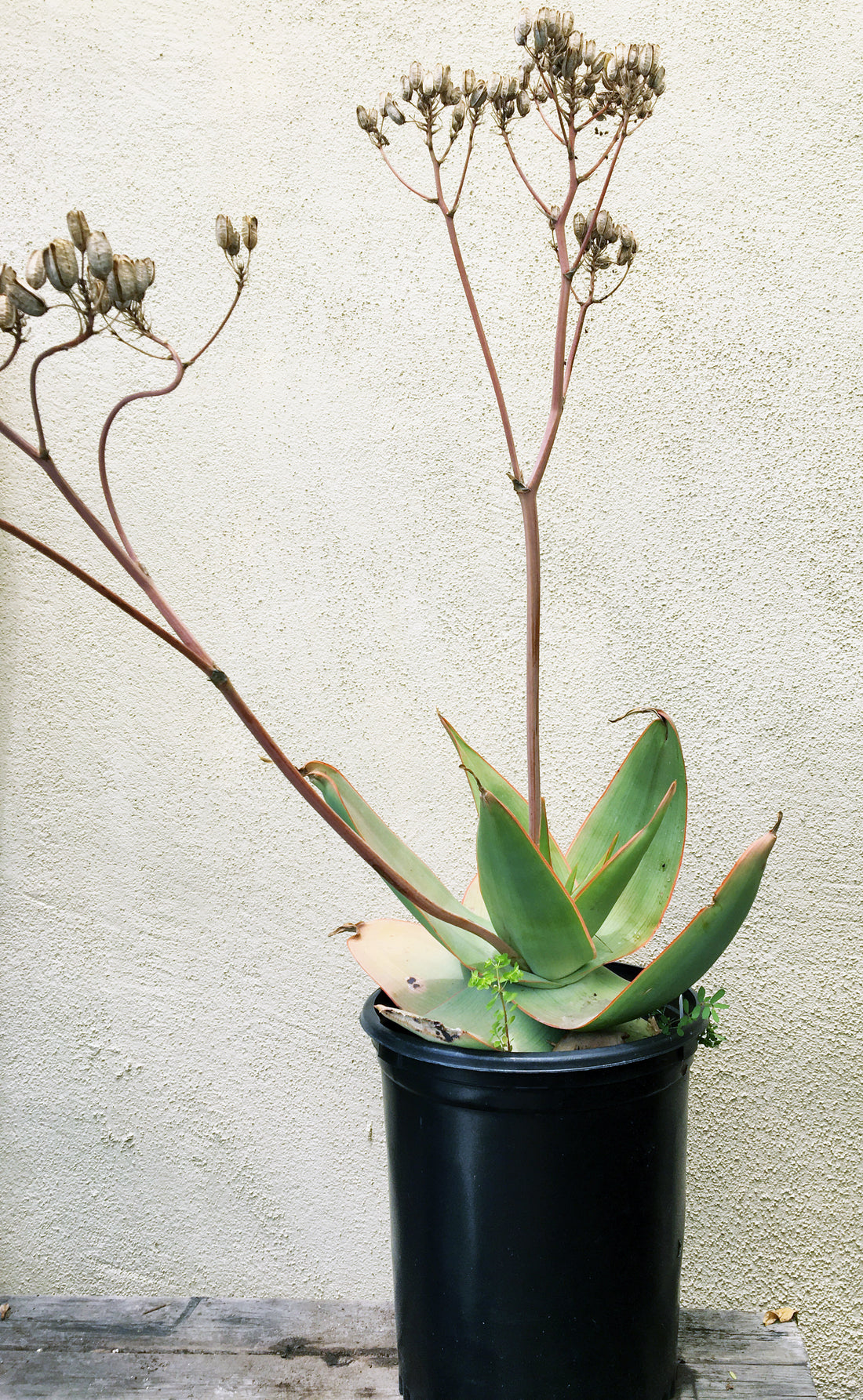 aloe vera plante stikling Aloe striata – Plant Material