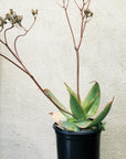 Aloe striata