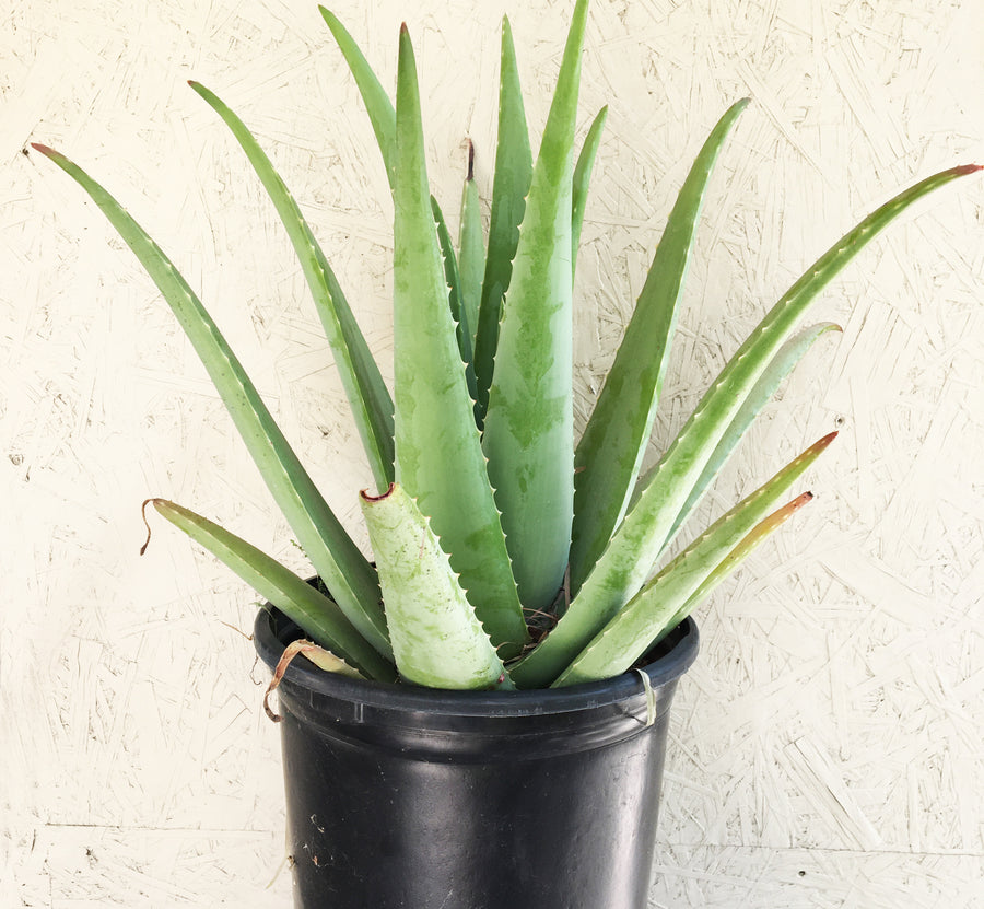 where to buy an aloe vera plant Aloe barbadensis (Aloe Vera) – Plant Material