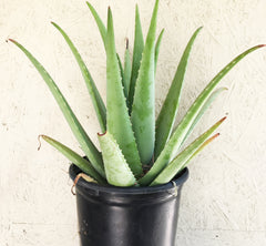 Aloe barbadensis (Aloe Vera)