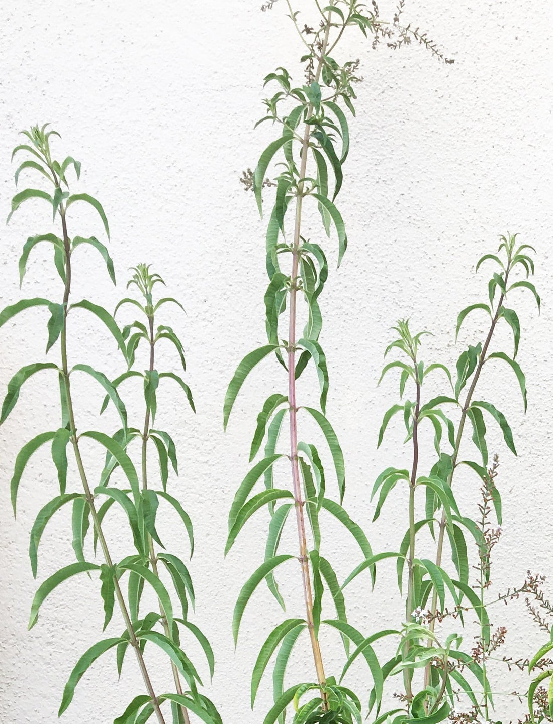 lemon verbena plant seeds Aloysia triphylla, Lemon Verbena