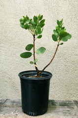 Arctostaphylos 'Byrd Hill' (manzanita)