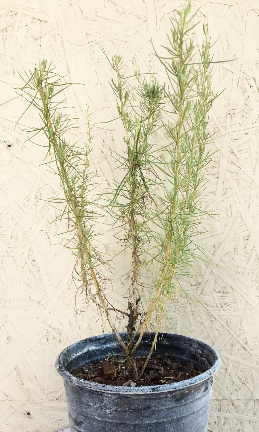 Artemisia californica, California Sagebrush 1 Gallon