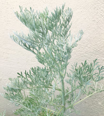 Artemisia 'Powis Castle'