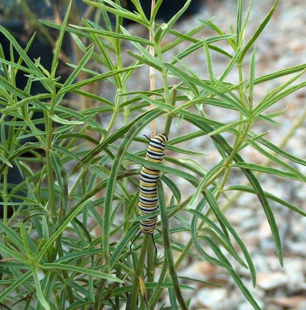 Asclepias fascicularis, Narrowleaf Milkweed with Monarch Caterpillar