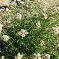 Asclepias fascicularis, Narrowleaf Milkweed Flower