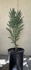 Protea Red Mink