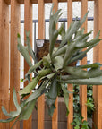 Platycerium veitchii Silver mounted (staghorn fern)