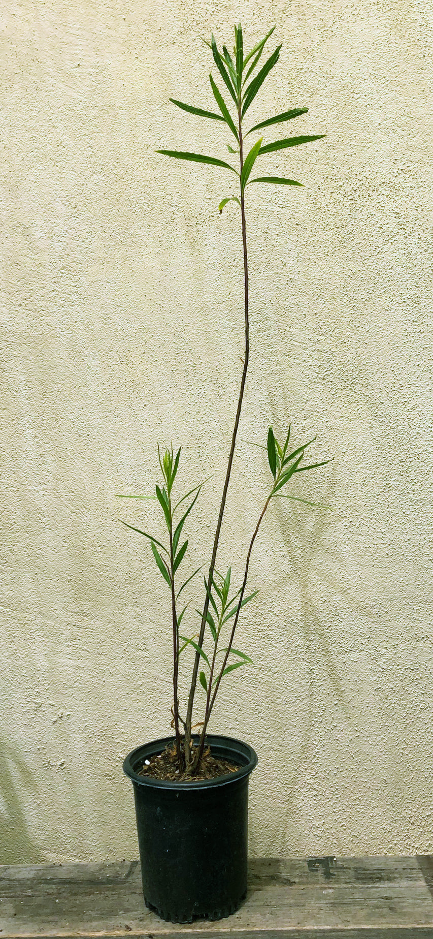 Baccharis salicifolia (Mulefat)