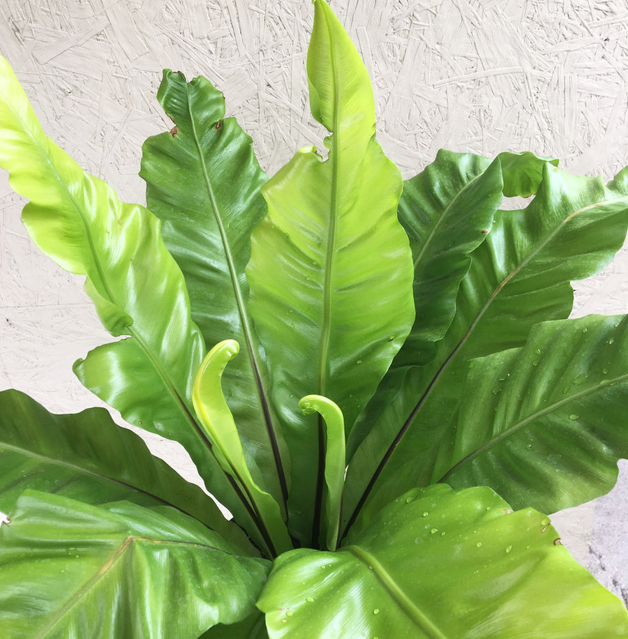 bird's nest fern class Asplenium nidus (Bird's Nest Fern) – Plant Material