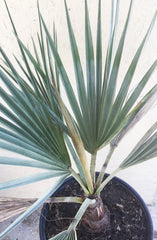 Brahea armata (Blue Hesper Palm)