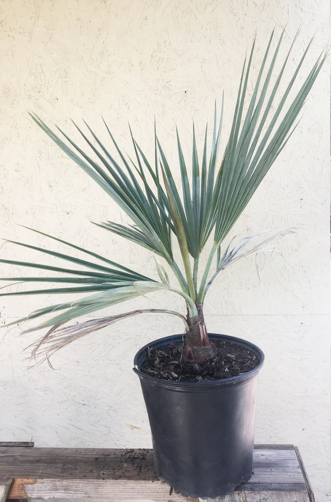 bertam palm plant Brahea armata (Blue Hesper Palm) – Plant Material