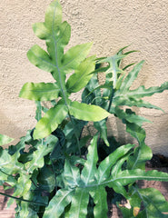 Polypodium aureum (blue star fern)