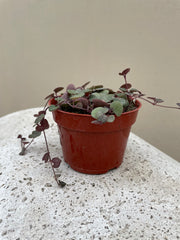 String of Hearts