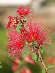 Calliandra X ‘LIANCA’ Sierra StarrTM PP 15,387 (Baja Fairy Duster)