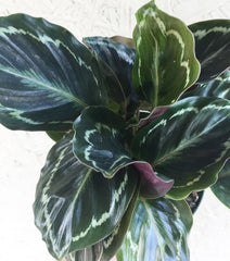 Calathea roseopicta (Medallion)