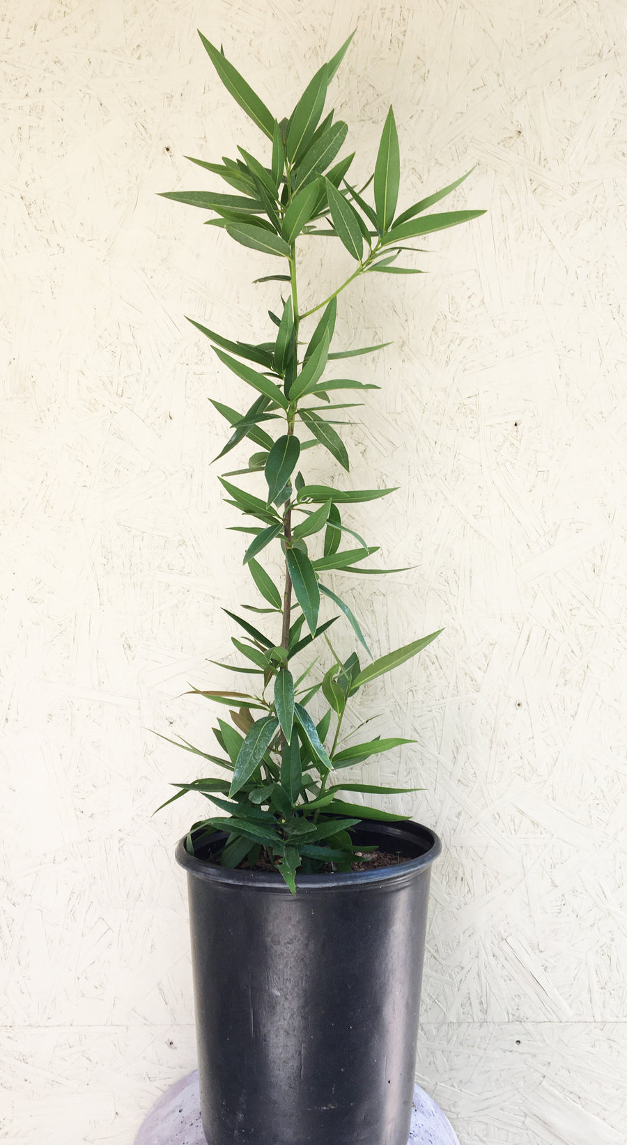 Umbellularia californica, California laurel