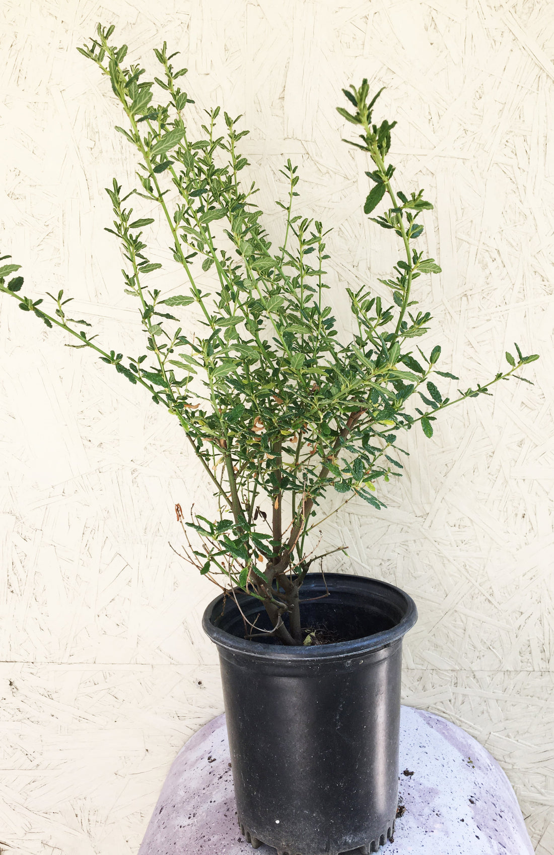 can you plant ceanothus in a pot Ceanothus 'Concha' – Plant Material