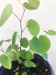 Cercis occidentalis,Western Redbud