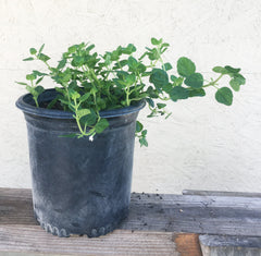 Clinopodium shrubby yerba buena  1 Gallon