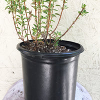 Monardella villosa (coyote mint) – Plant Material