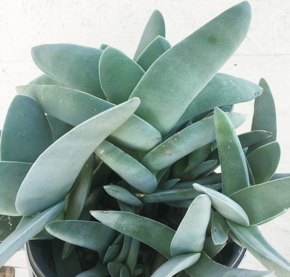 airplane plant succulent Crassula falcata – Plant Material