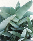 Crassula falcata