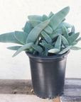 Crassula falcata