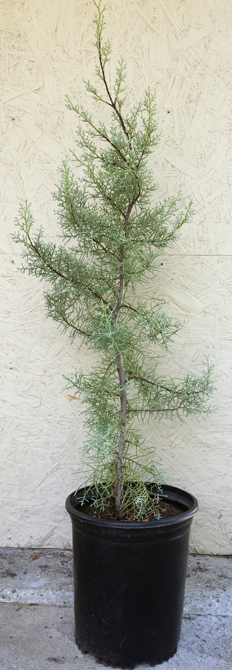 Cupressus montana (san pedro martir cypress)