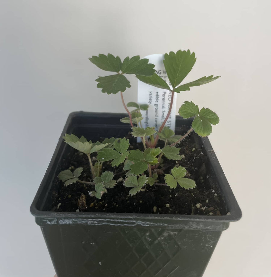 Organic Red Alpine Strawberries