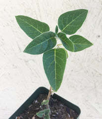 Datura wrightii