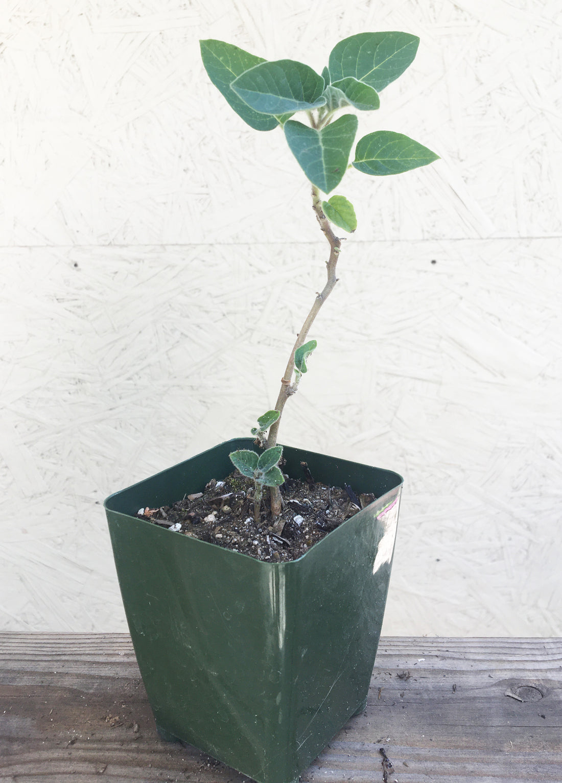 datura plant in pot Datura wrightii – Plant Material