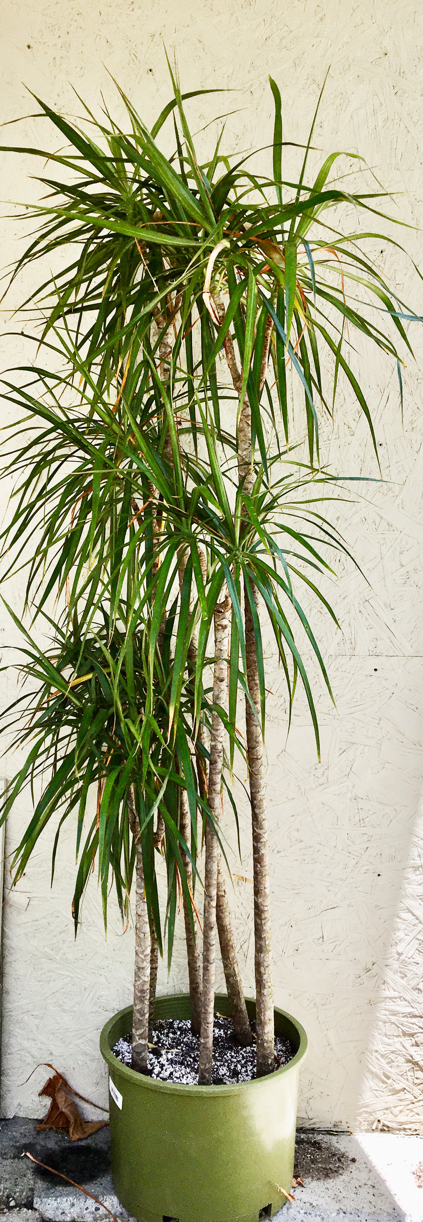Dracaena marginata (dragon tree) Dracaena marginata (dragon tree)