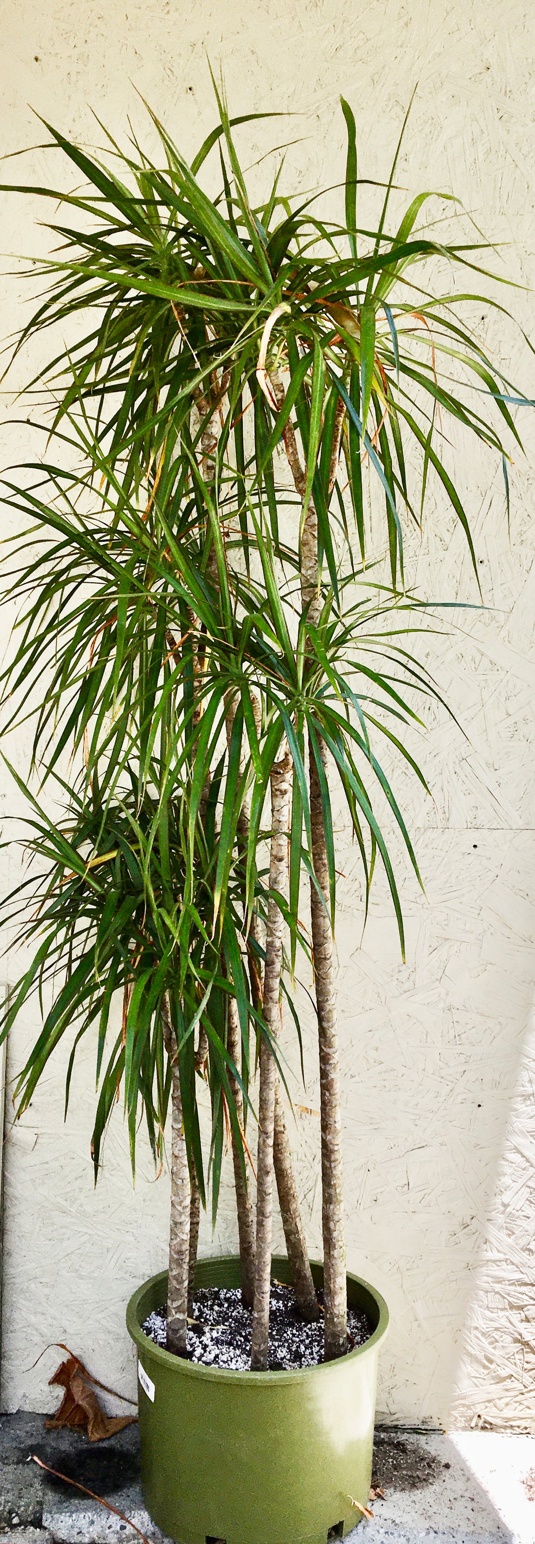 Dracaena marginata (dragon tree) Plant Material