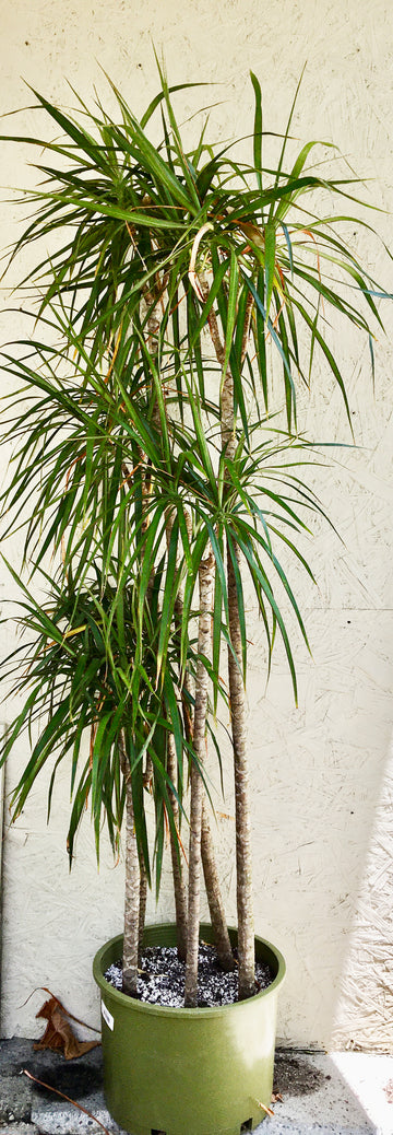 Dracaena marginata (dragon tree)
