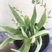 Dudleya cultrata