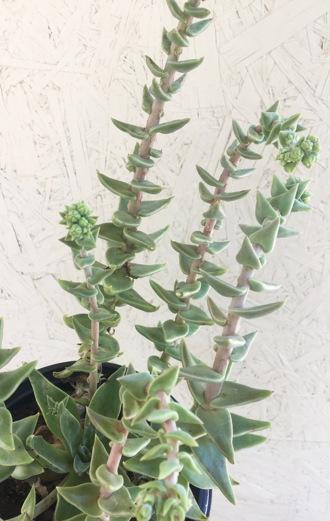 long stem succulent Dudleya cymosa – Plant Material