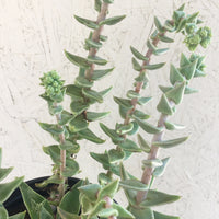 Dudleya cymosa